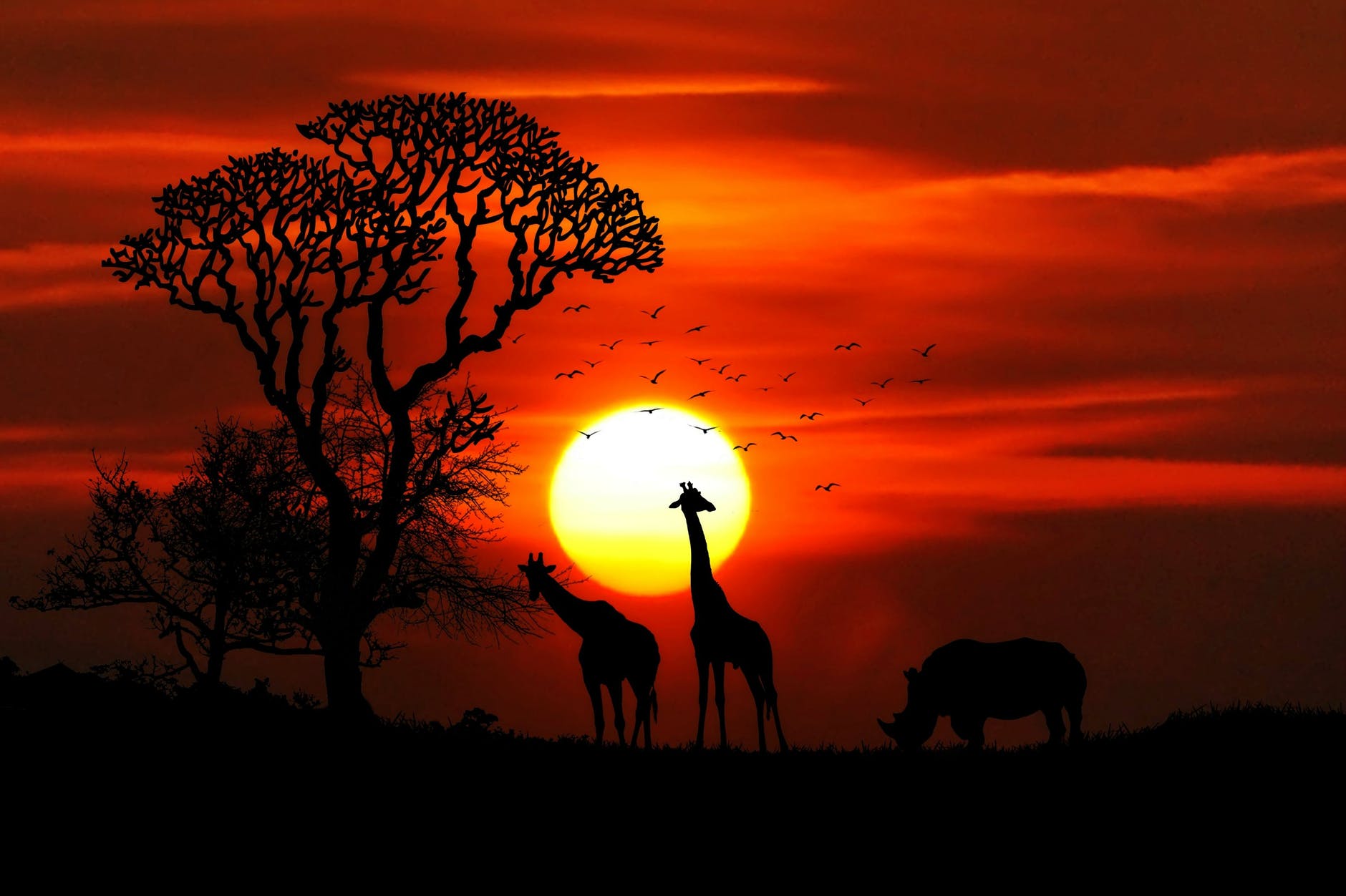 animals birds dawn giraffe